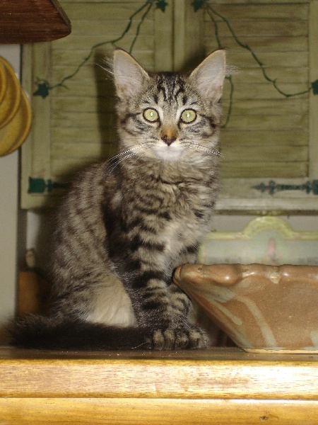 Les animaux de la maison
