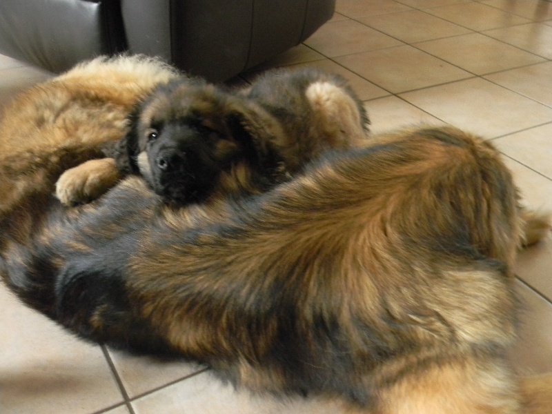 Filou