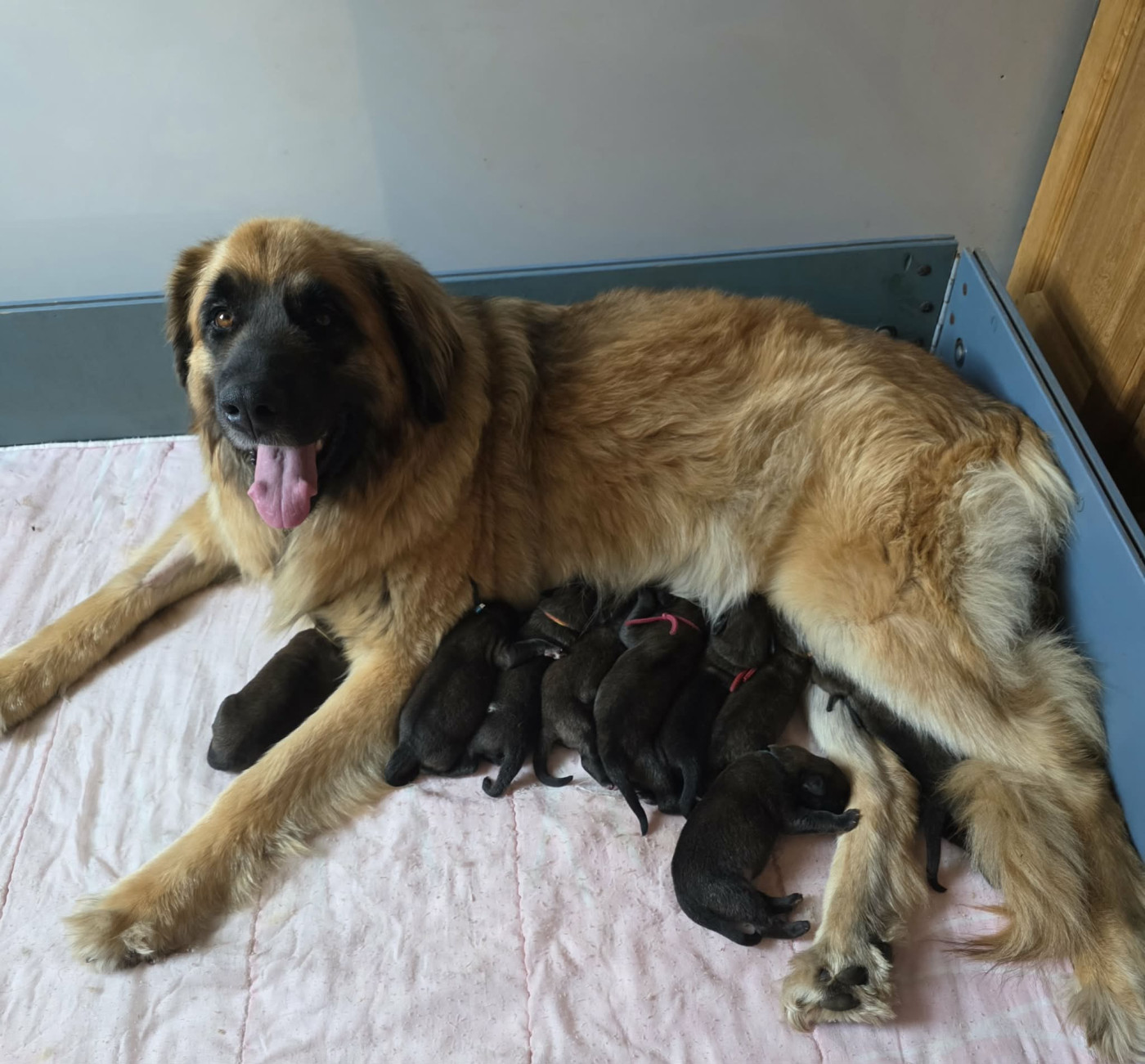 Chiot Leonberger kerléo du gros chêne