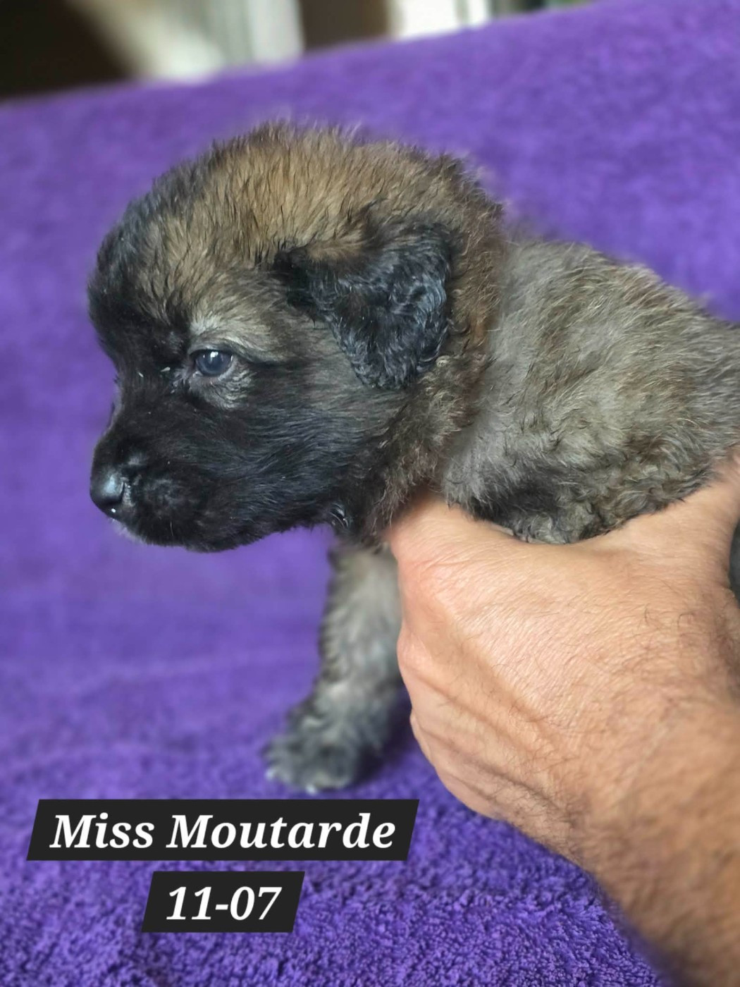 kerléo du gros chêne - Chiots disponibles - Leonberger