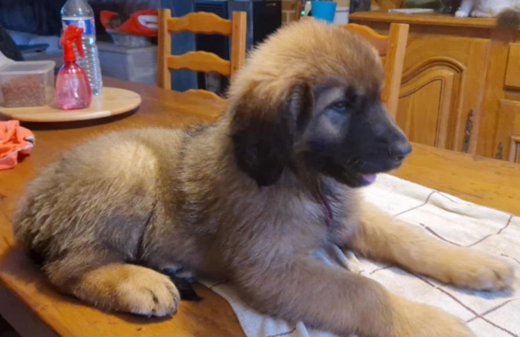 kerléo du gros chêne - Chiots disponibles - Leonberger