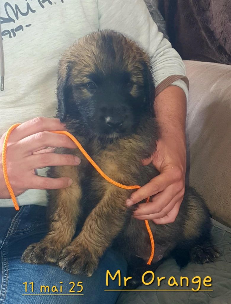kerléo du gros chêne - Chiots disponibles - Leonberger