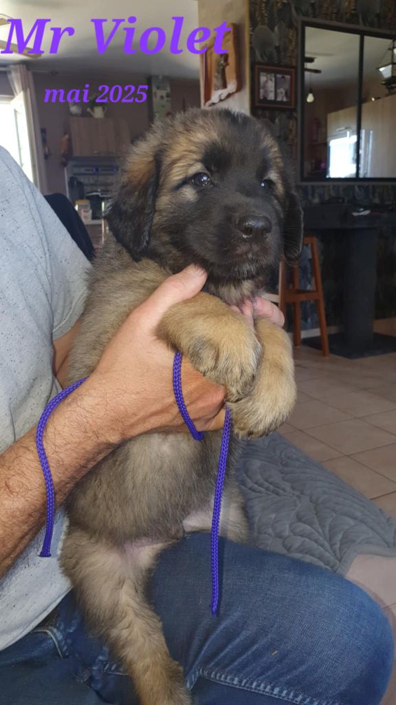 kerléo du gros chêne - Chiots disponibles - Leonberger