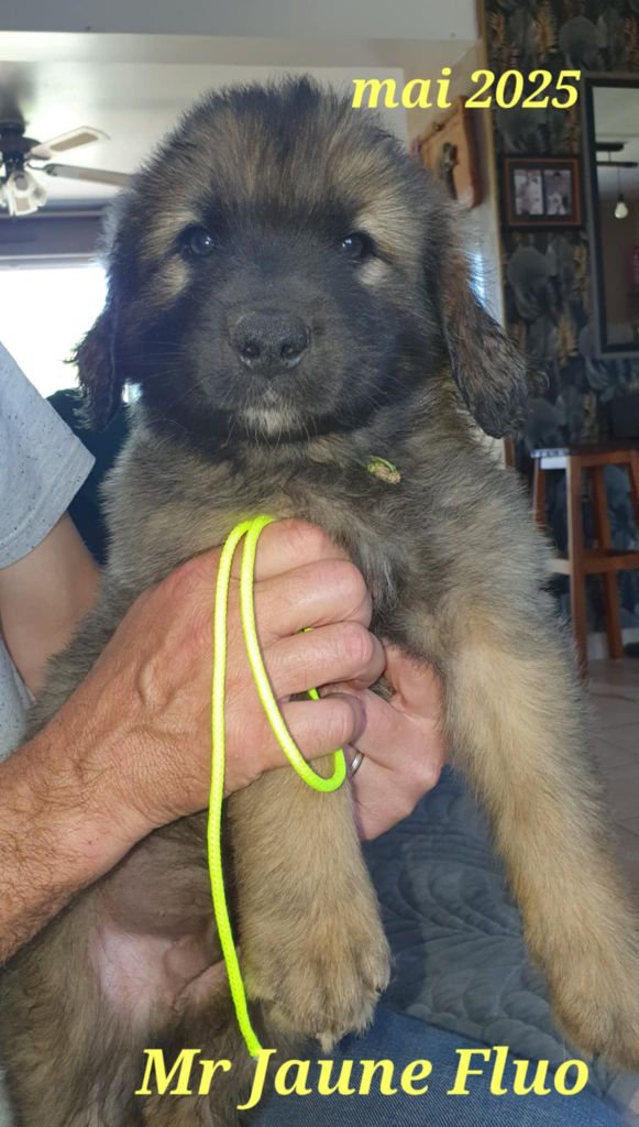 kerléo du gros chêne - Chiots disponibles - Leonberger
